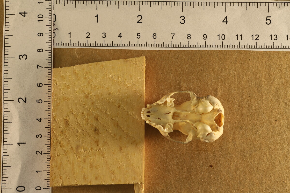 Spilogale putorius image