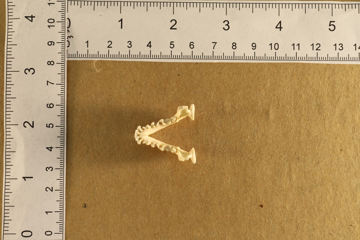 Mephitidae image