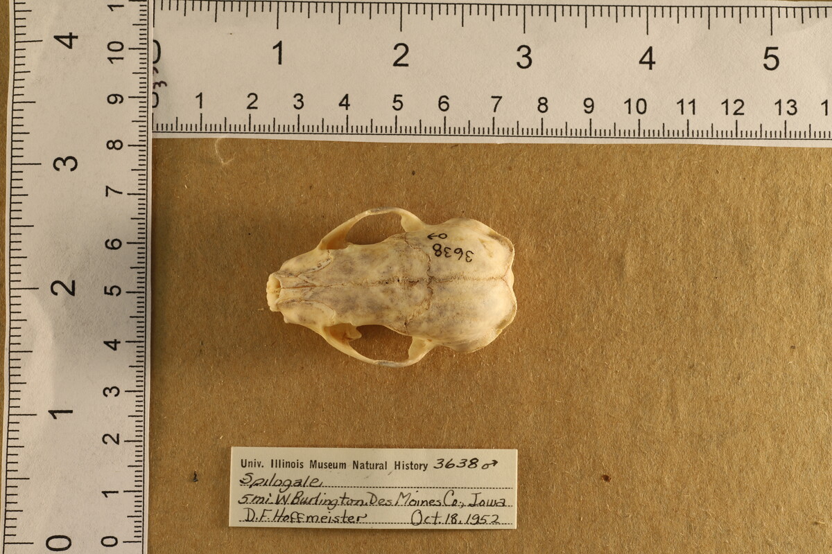 Spilogale putorius image