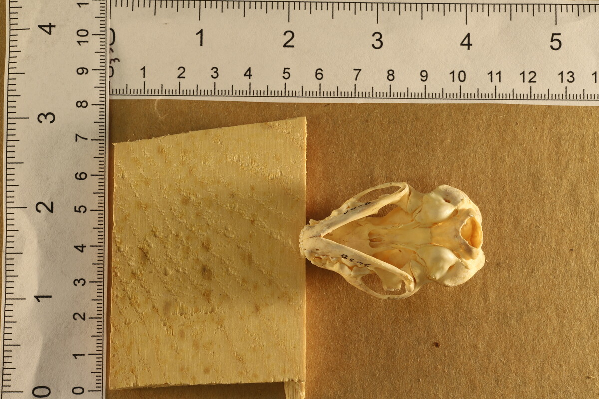 Spilogale image