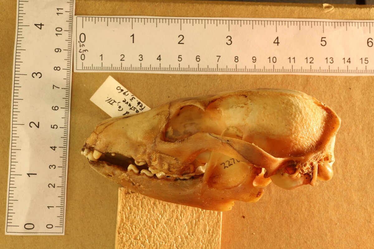 Urocyon cinereoargenteus image