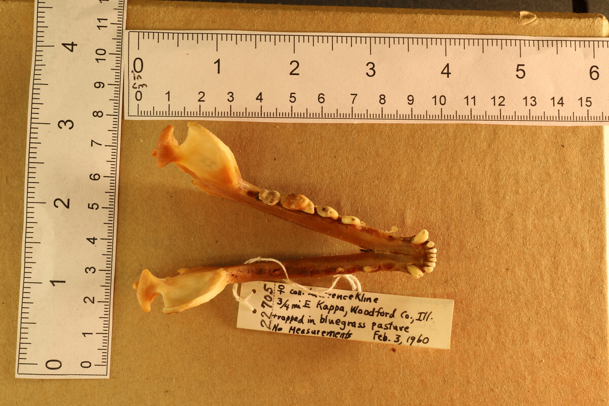 Urocyon cinereoargenteus cinereoargenteus image