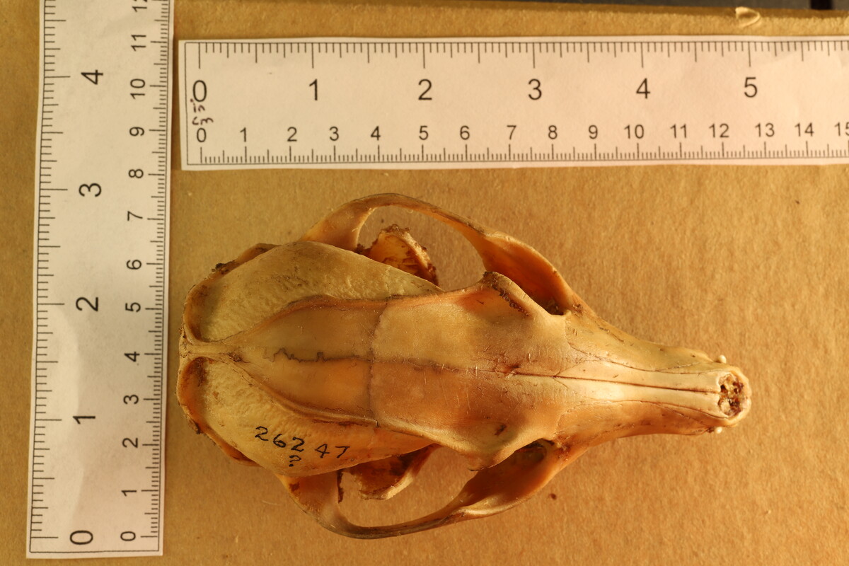 Urocyon cinereoargenteus image