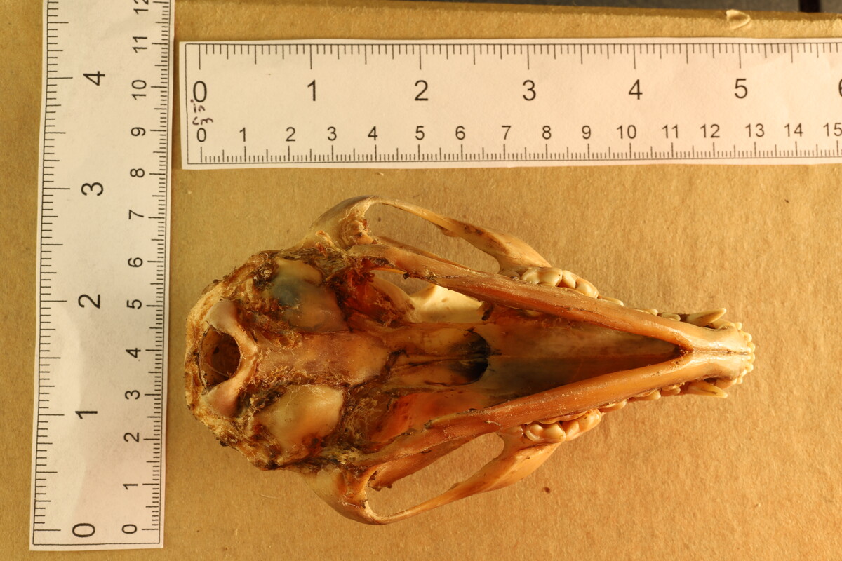 Urocyon cinereoargenteus image