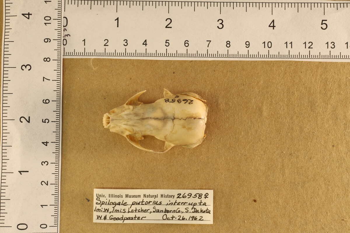 Spilogale putorius image
