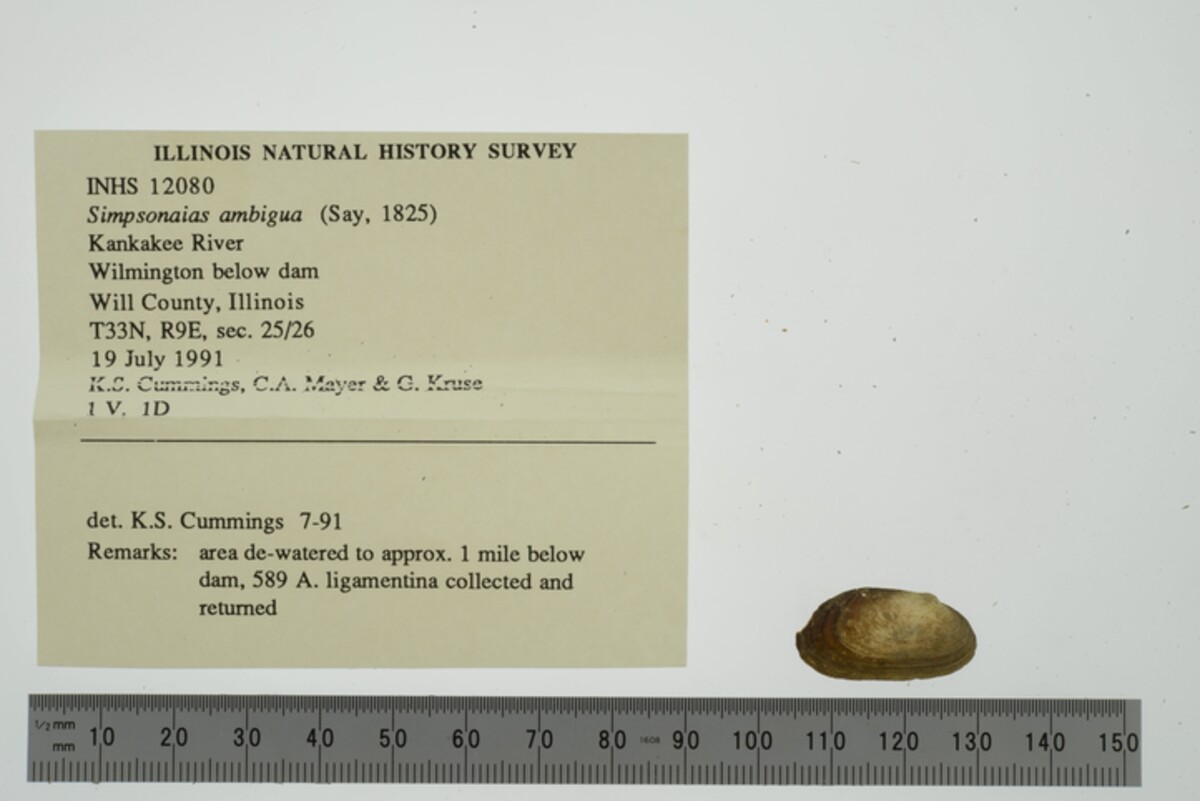 Simpsonaias ambigua image