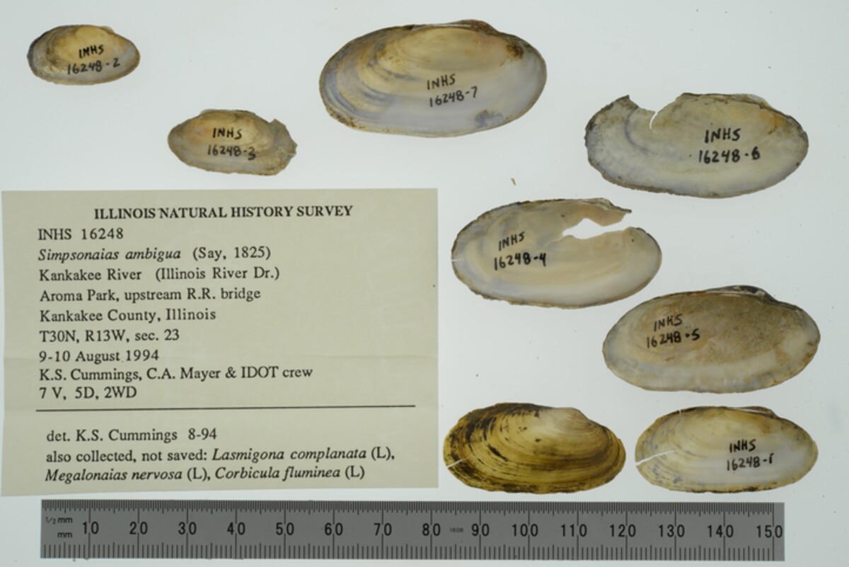 Simpsonaias ambigua image