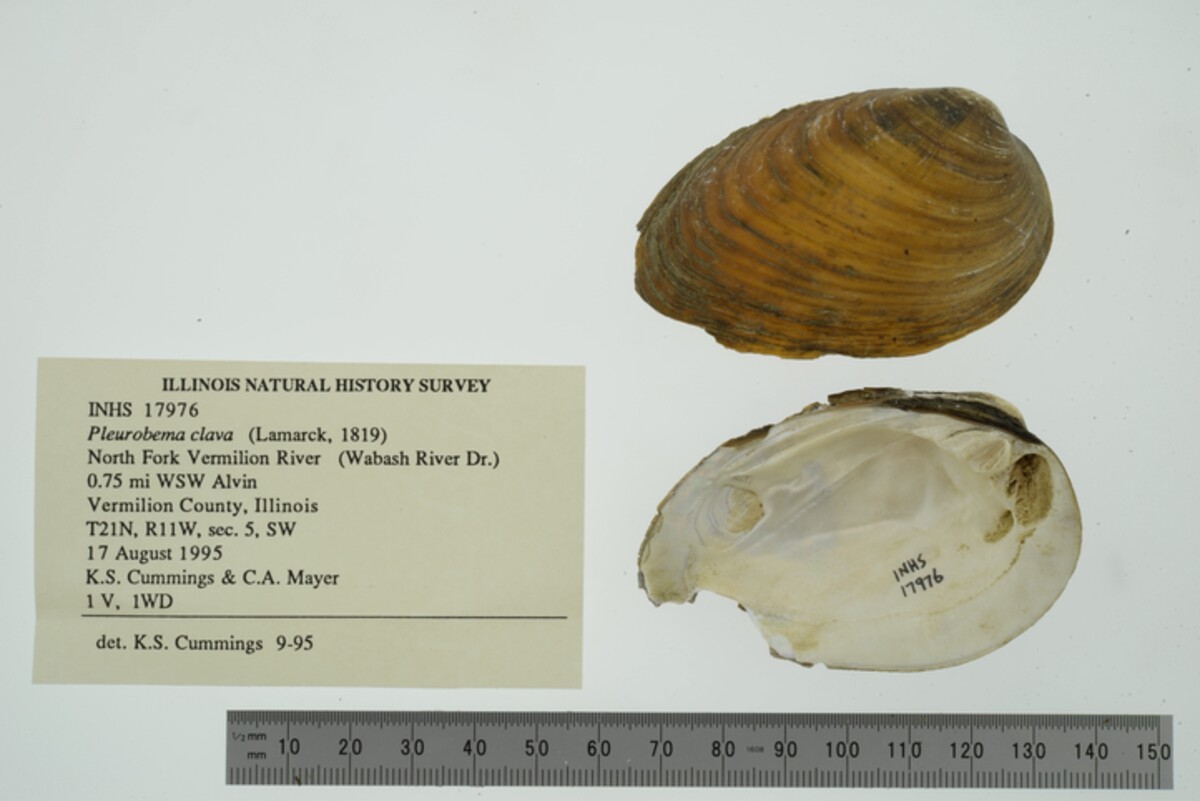Pleurobema image