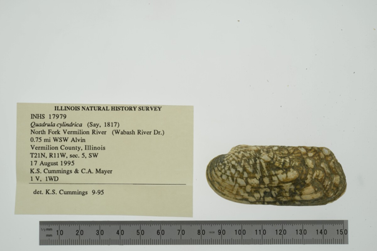 Theliderma cylindrica image