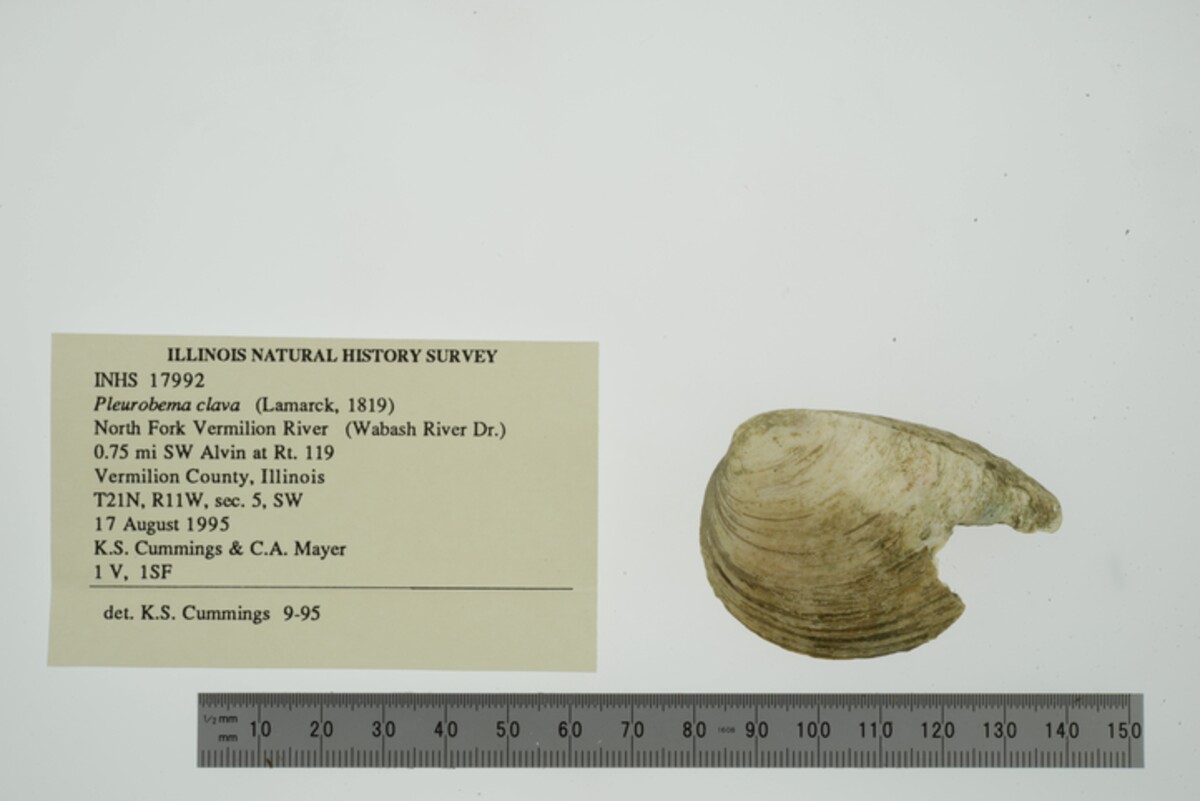 Pleurobema clava image