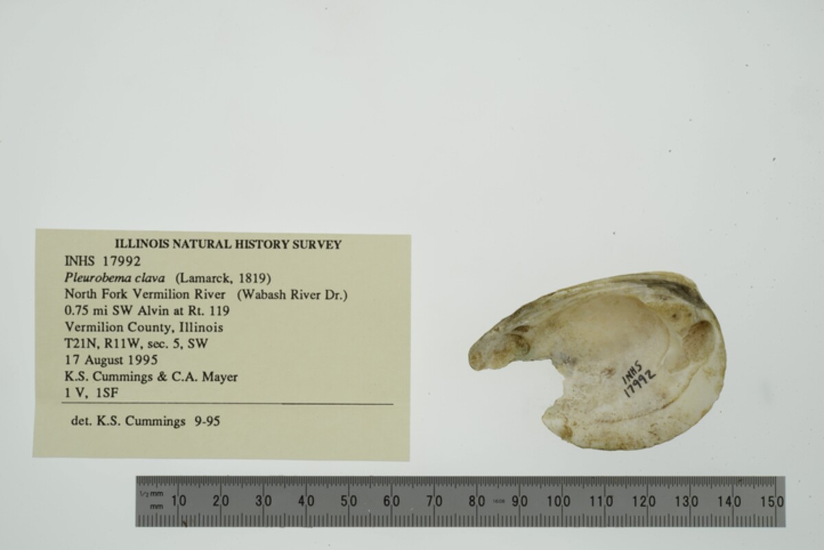 Pleurobema clava image