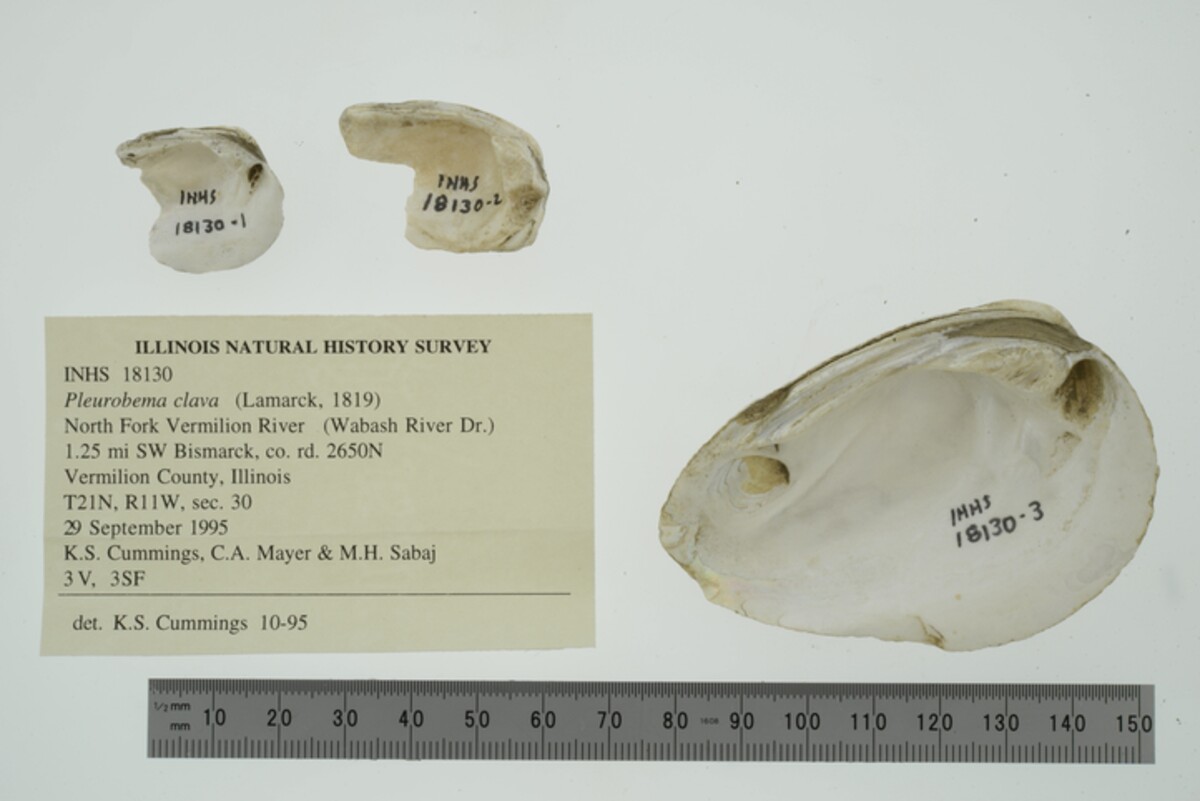 Pleurobema clava image