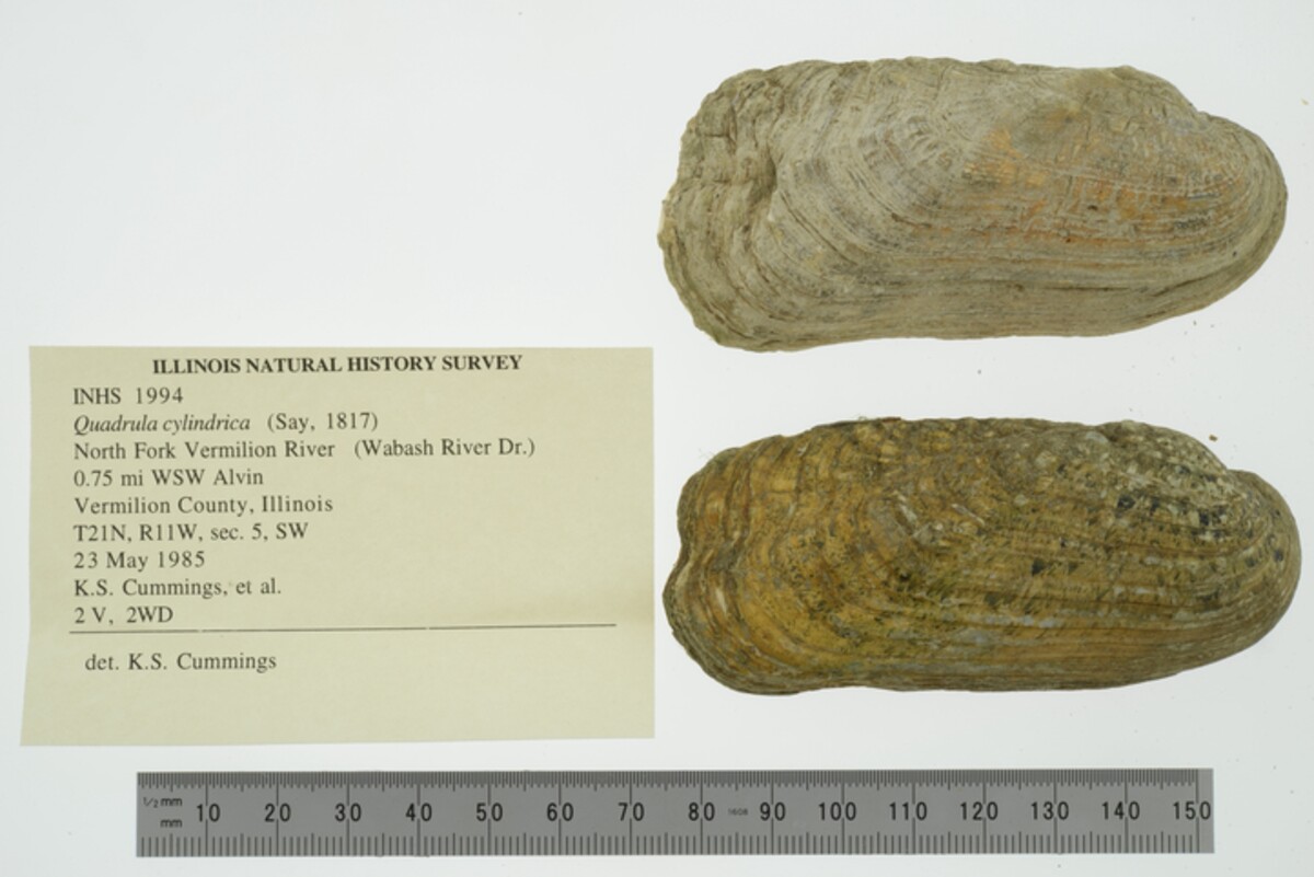 Theliderma cylindrica image