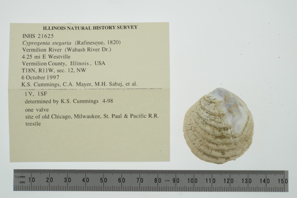 Cyprogenia stegaria image