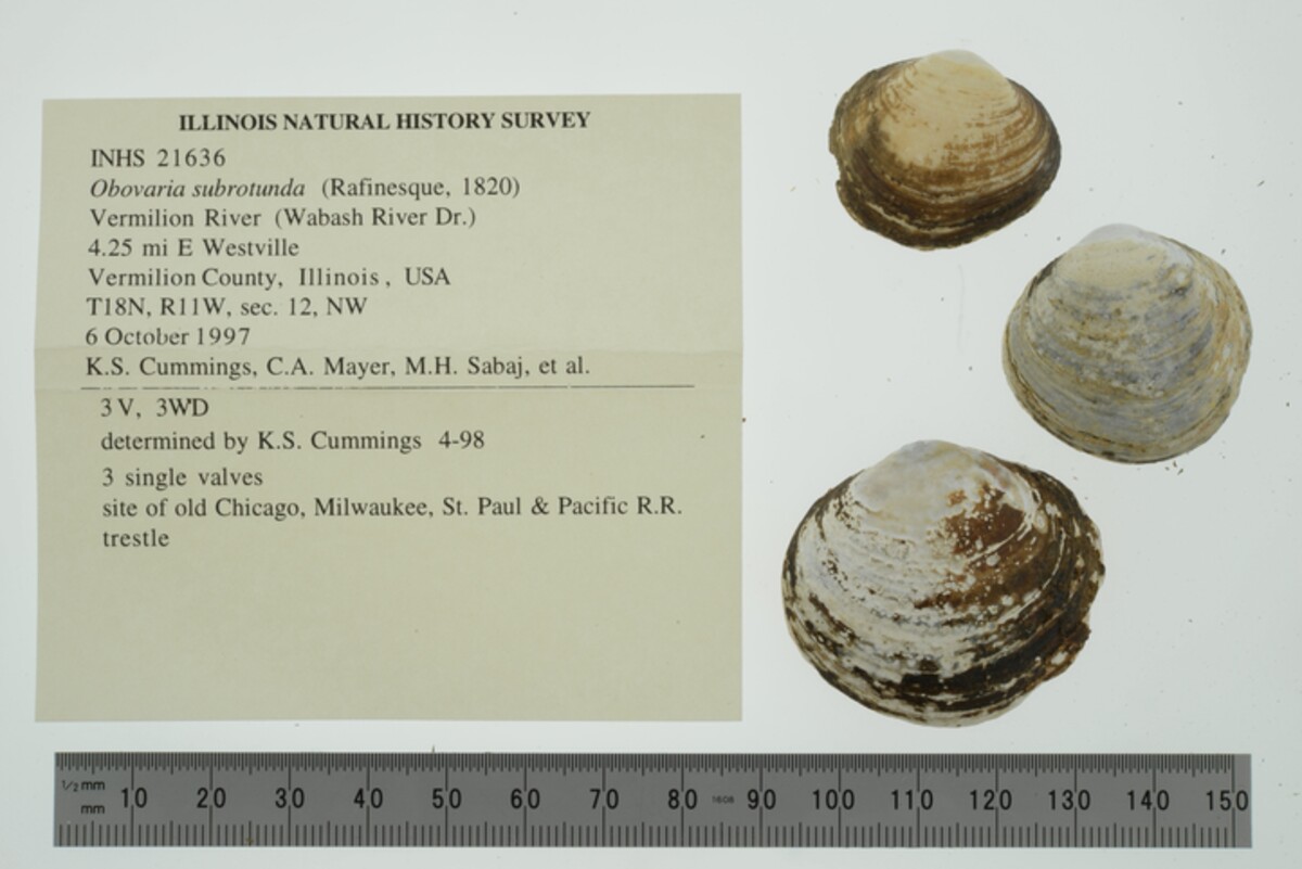 Obovaria subrotunda image