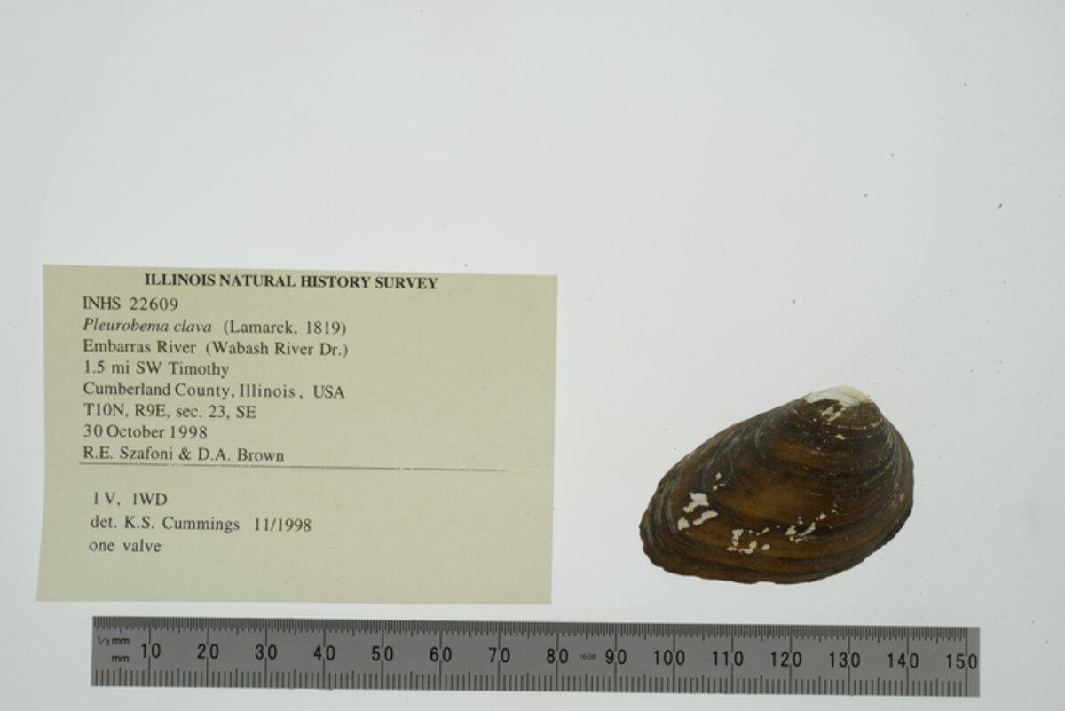 Pleurobema image