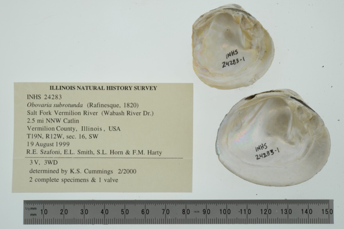 Obovaria subrotunda image