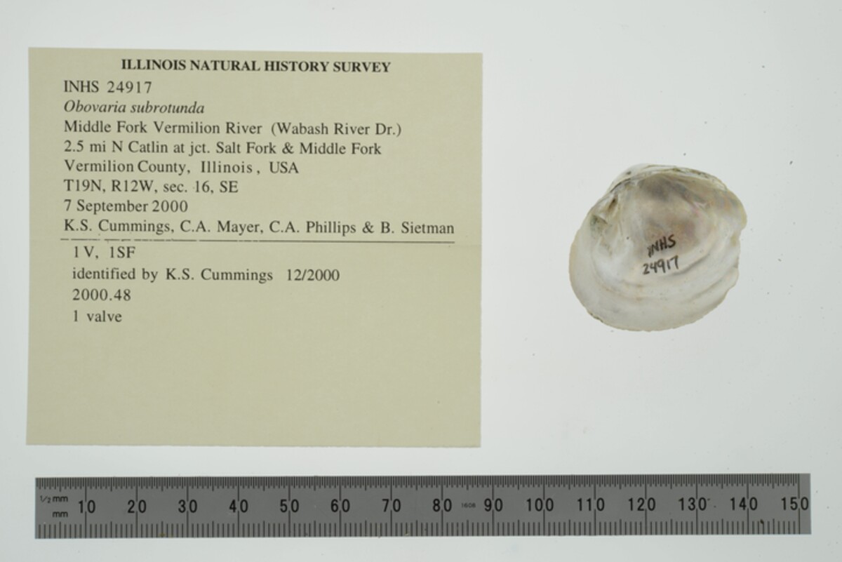 Obovaria subrotunda image