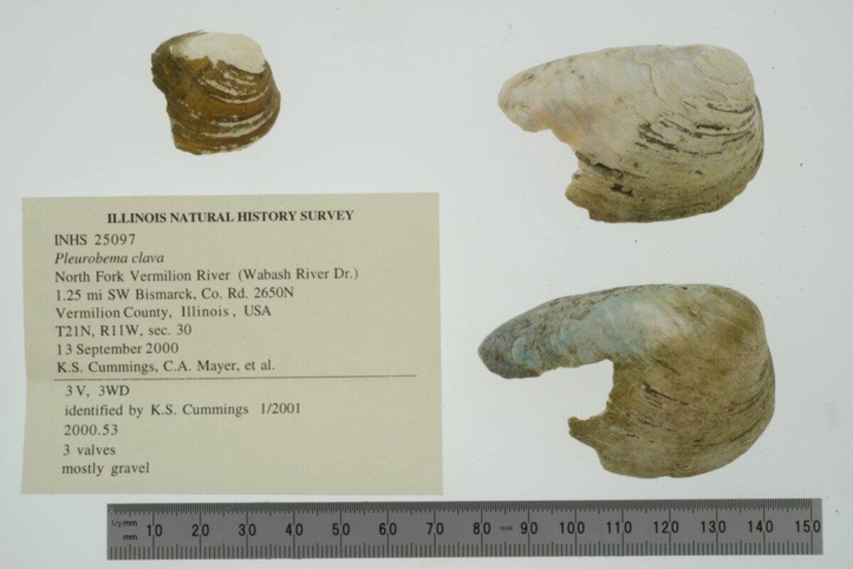 Pleurobema clava image