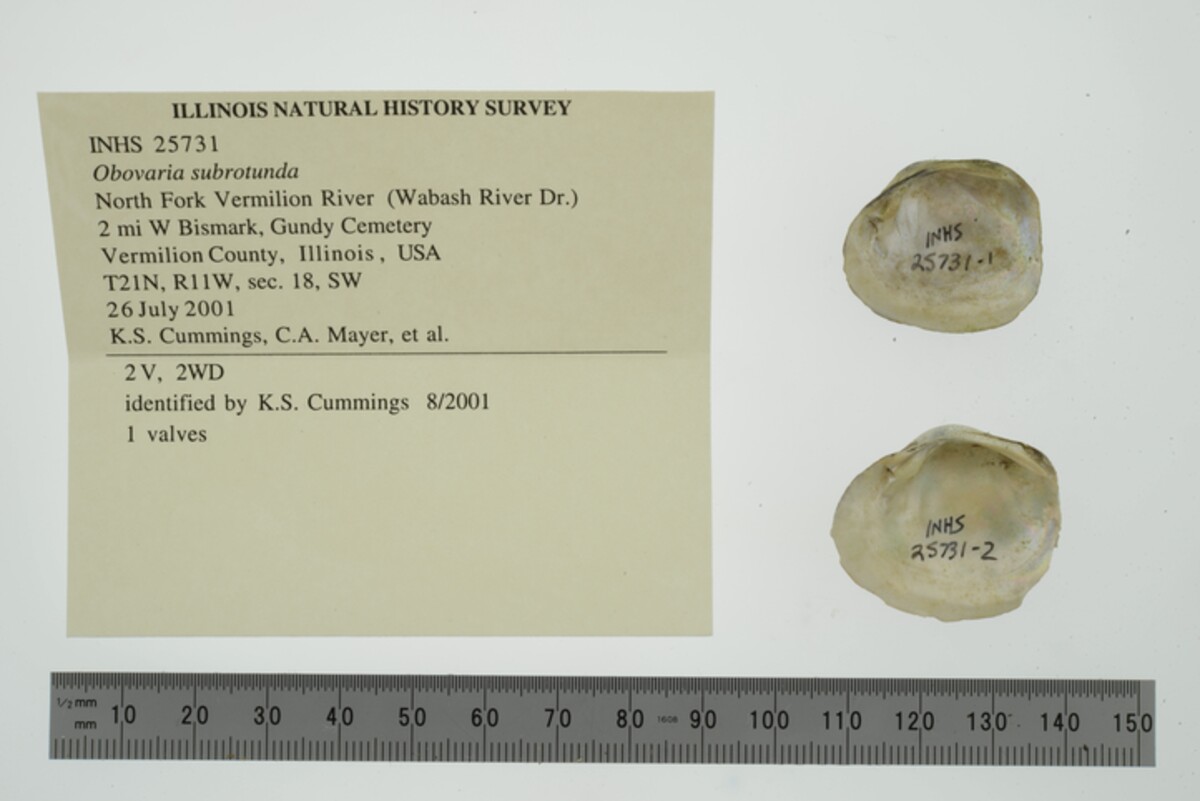 Obovaria subrotunda image