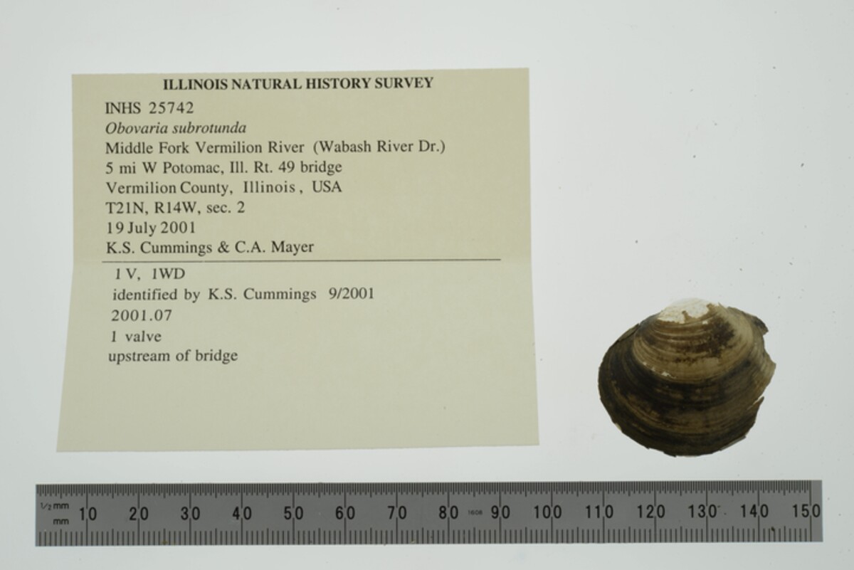 Obovaria subrotunda image