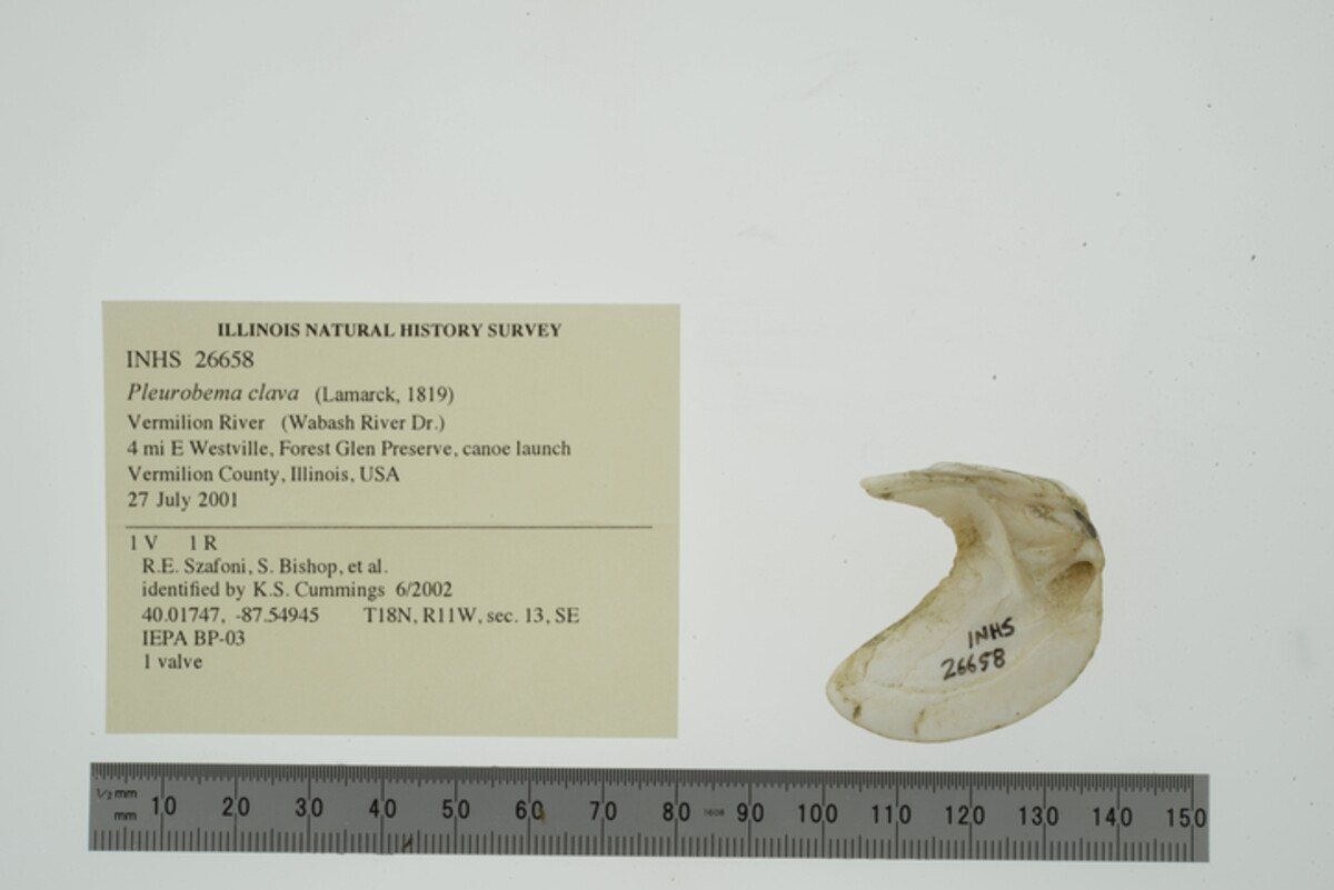 Pleurobema clava image