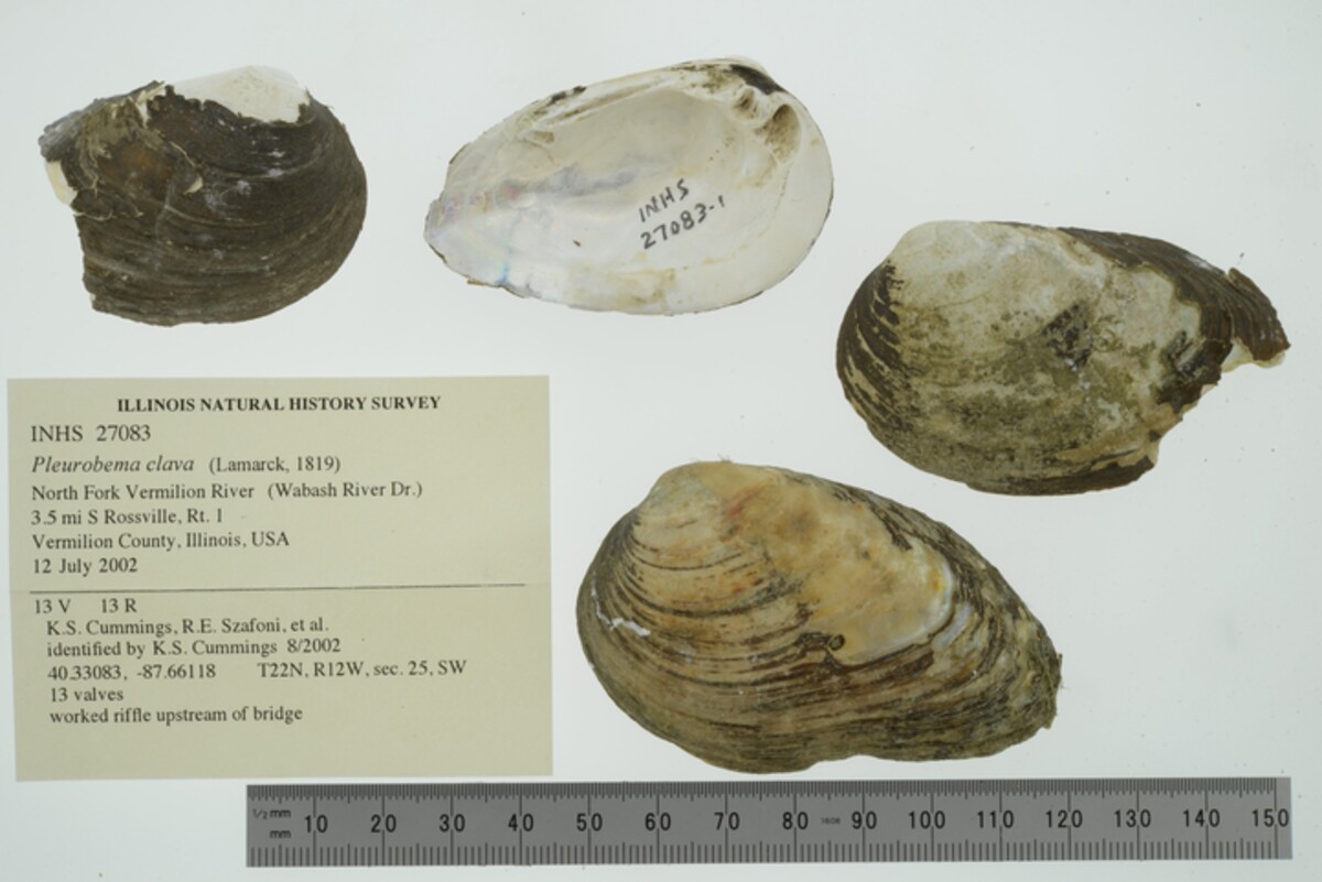 Pleurobema clava image