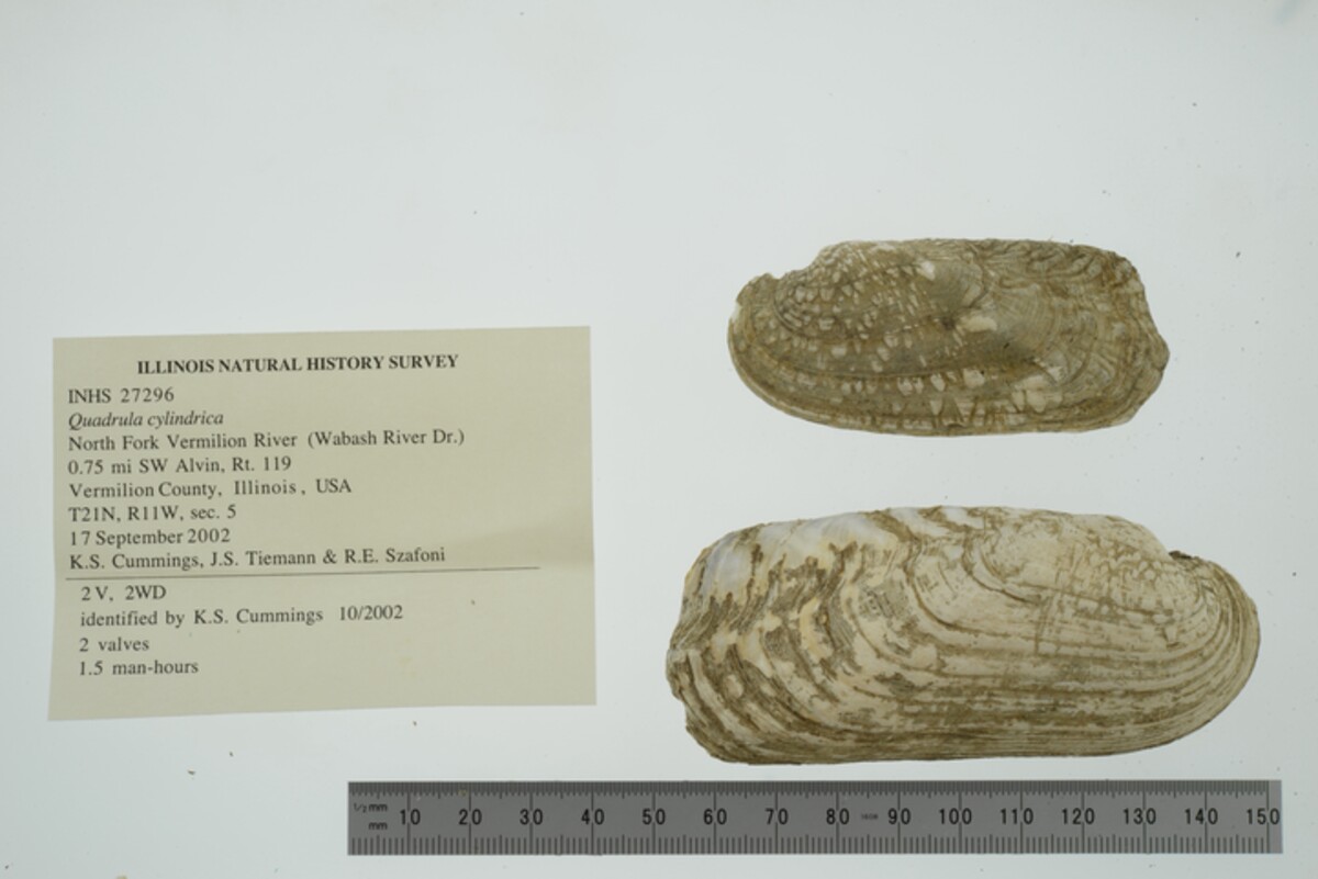 Theliderma cylindrica image