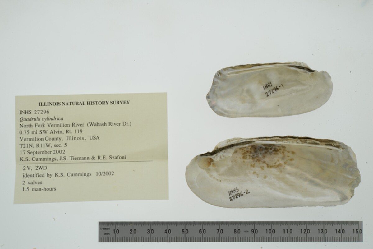 Theliderma cylindrica image