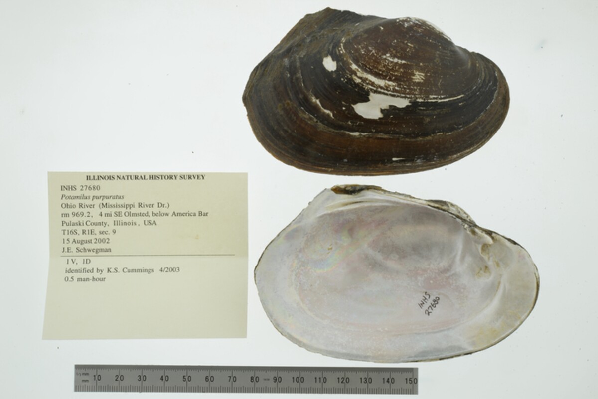Potamilus purpuratus image
