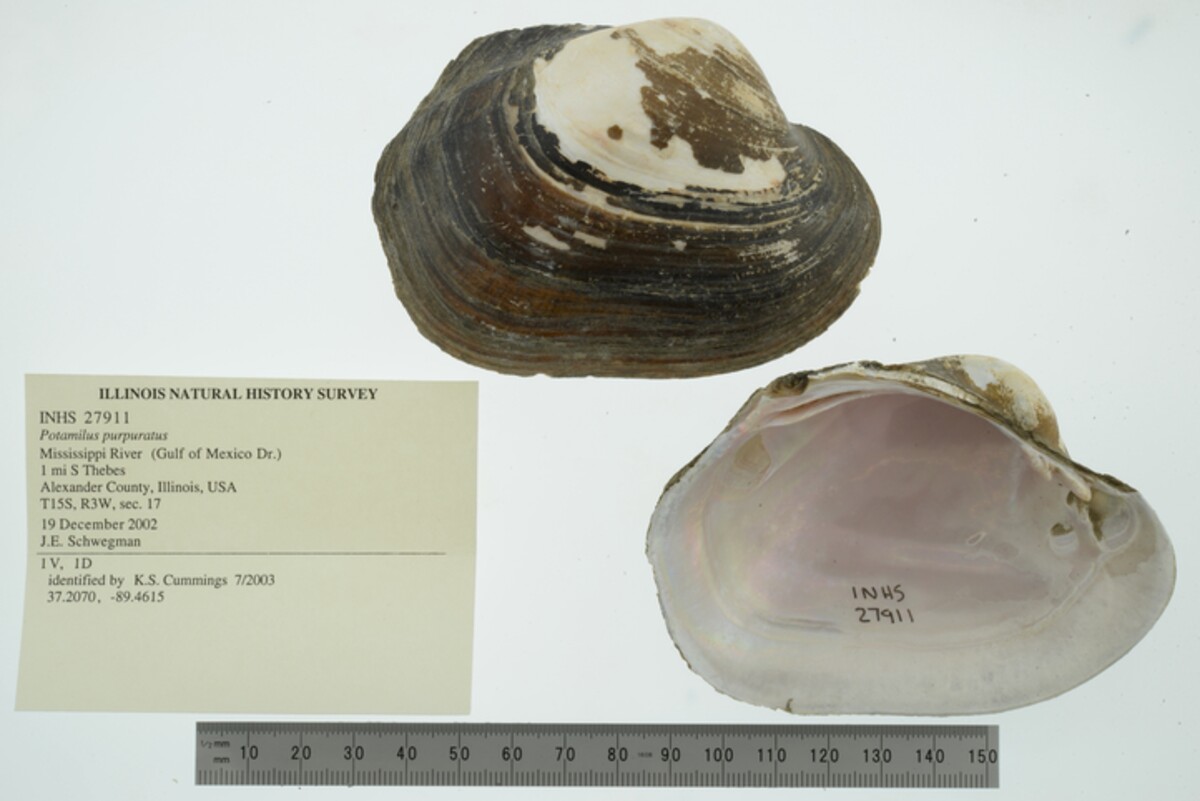 Potamilus purpuratus image