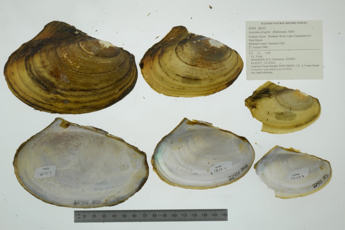 Leptodea fragilis image