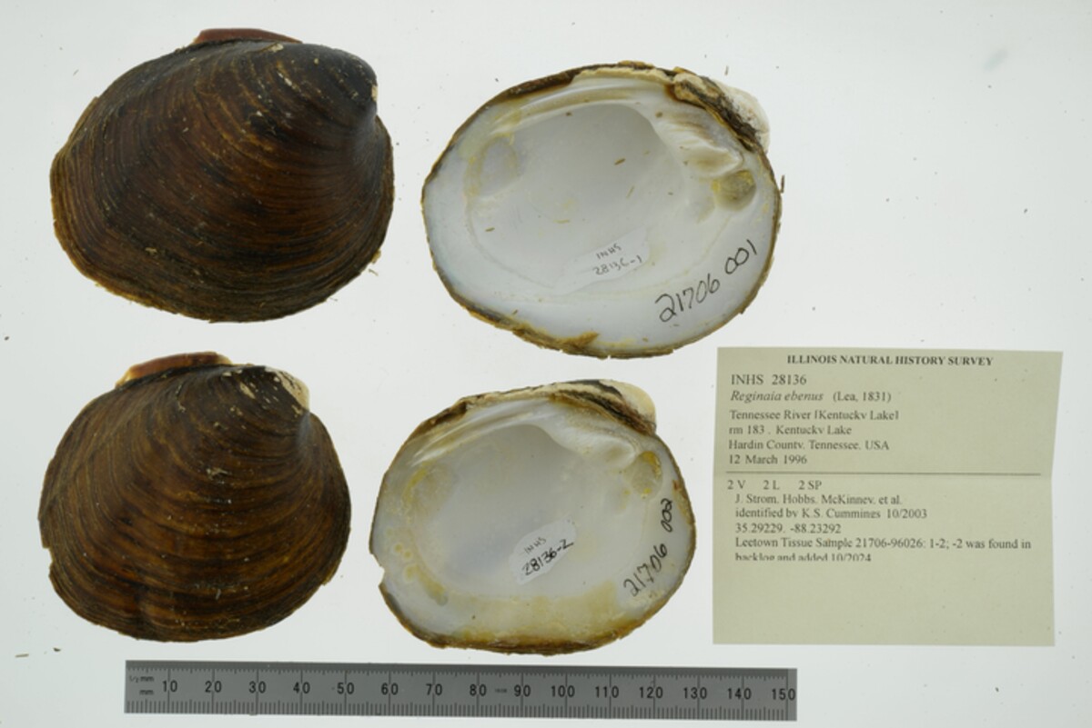 Fusconaia image