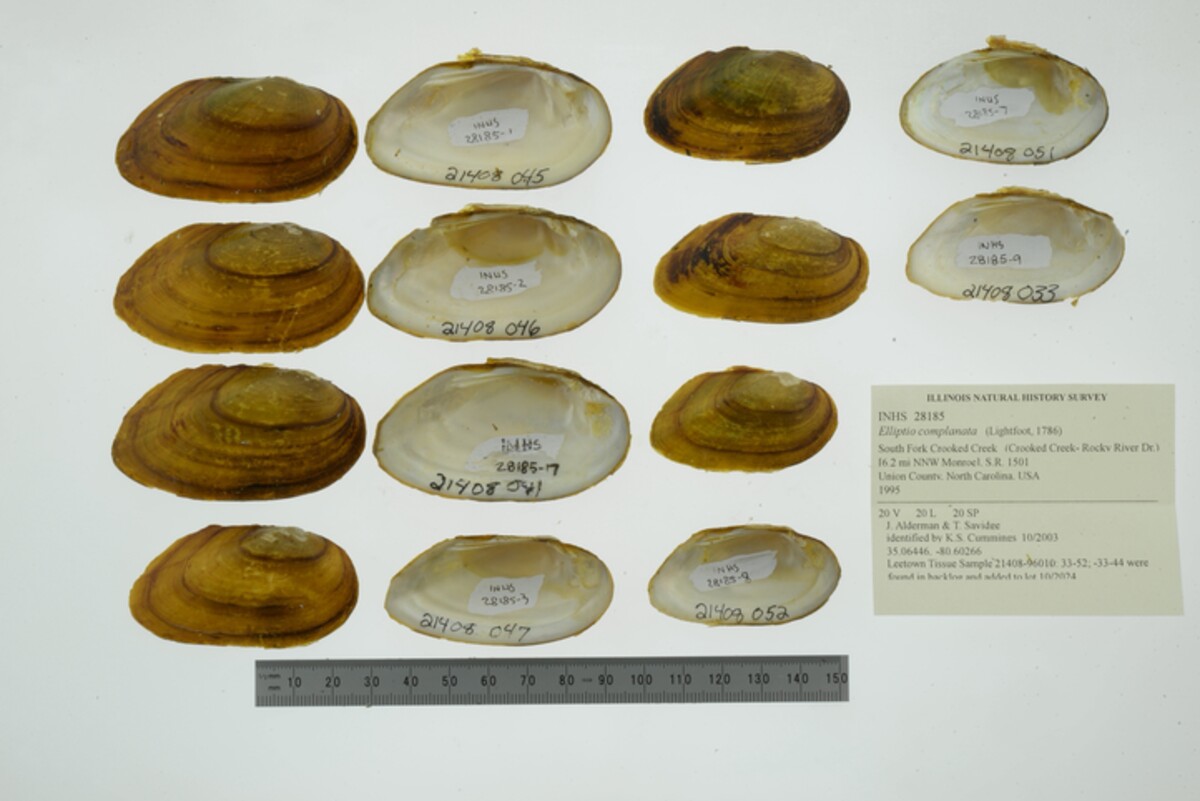 Elliptio complanata image