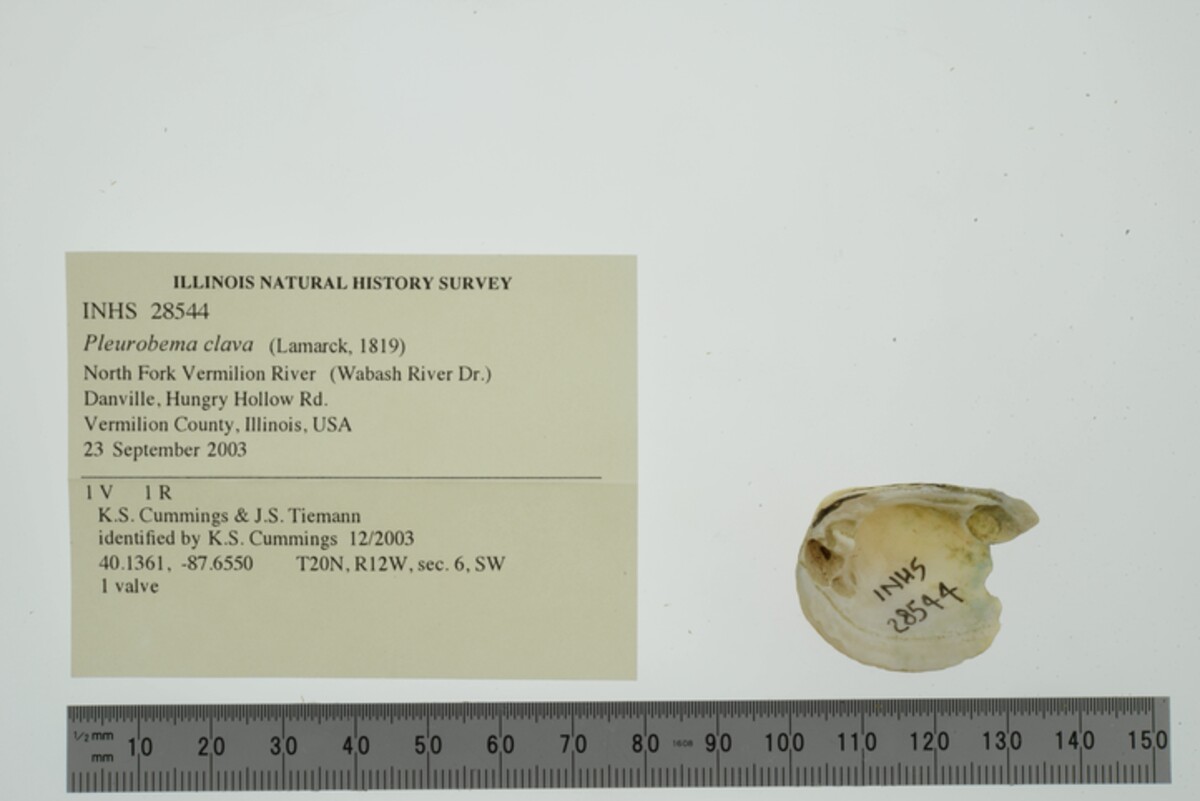 Pleurobema image