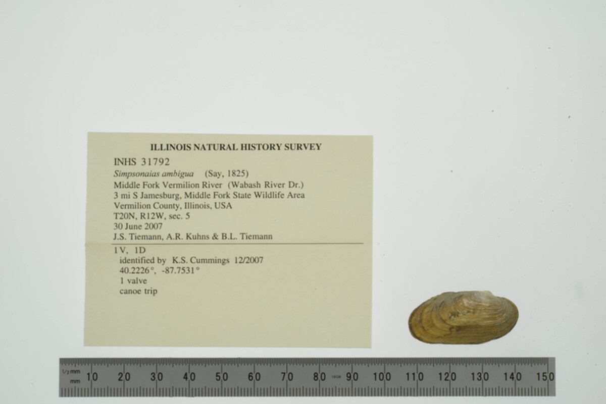 Simpsonaias ambigua image