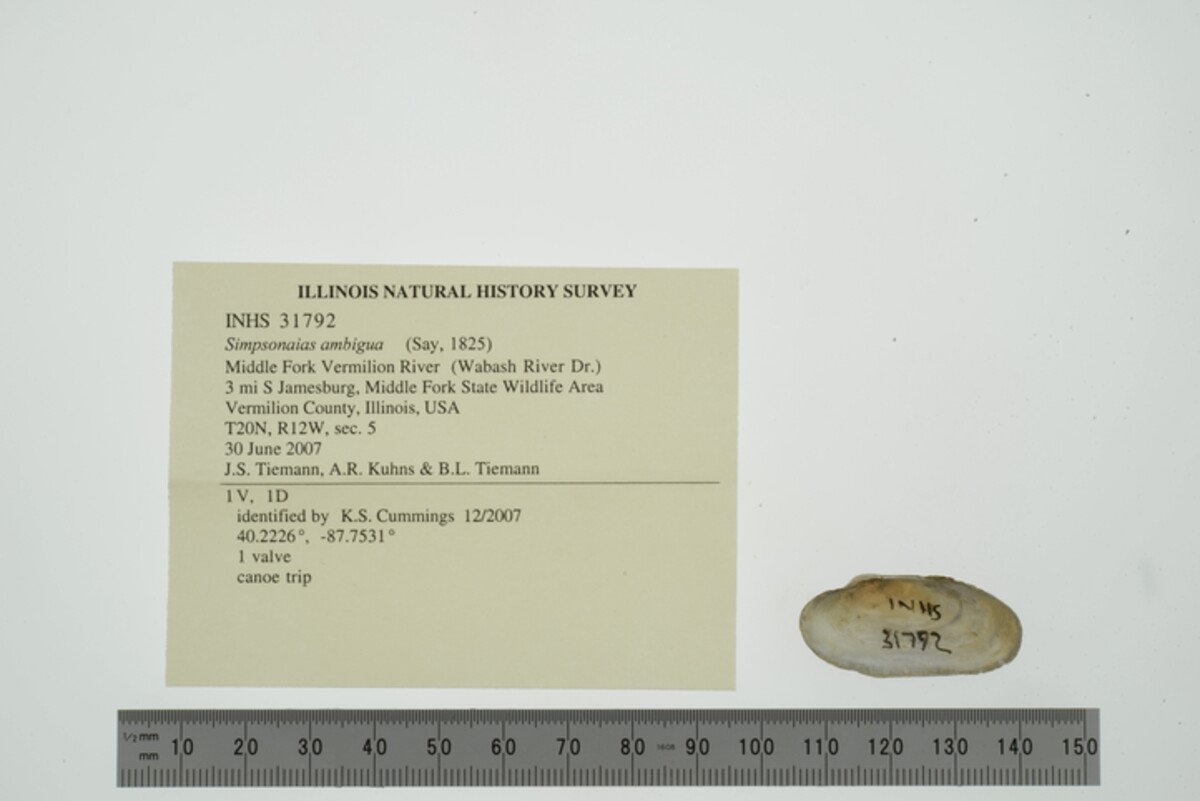 Simpsonaias ambigua image