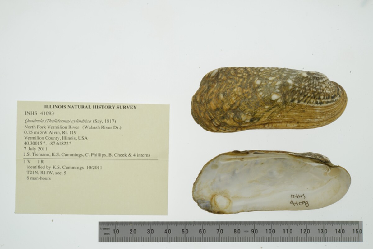 Theliderma cylindrica image