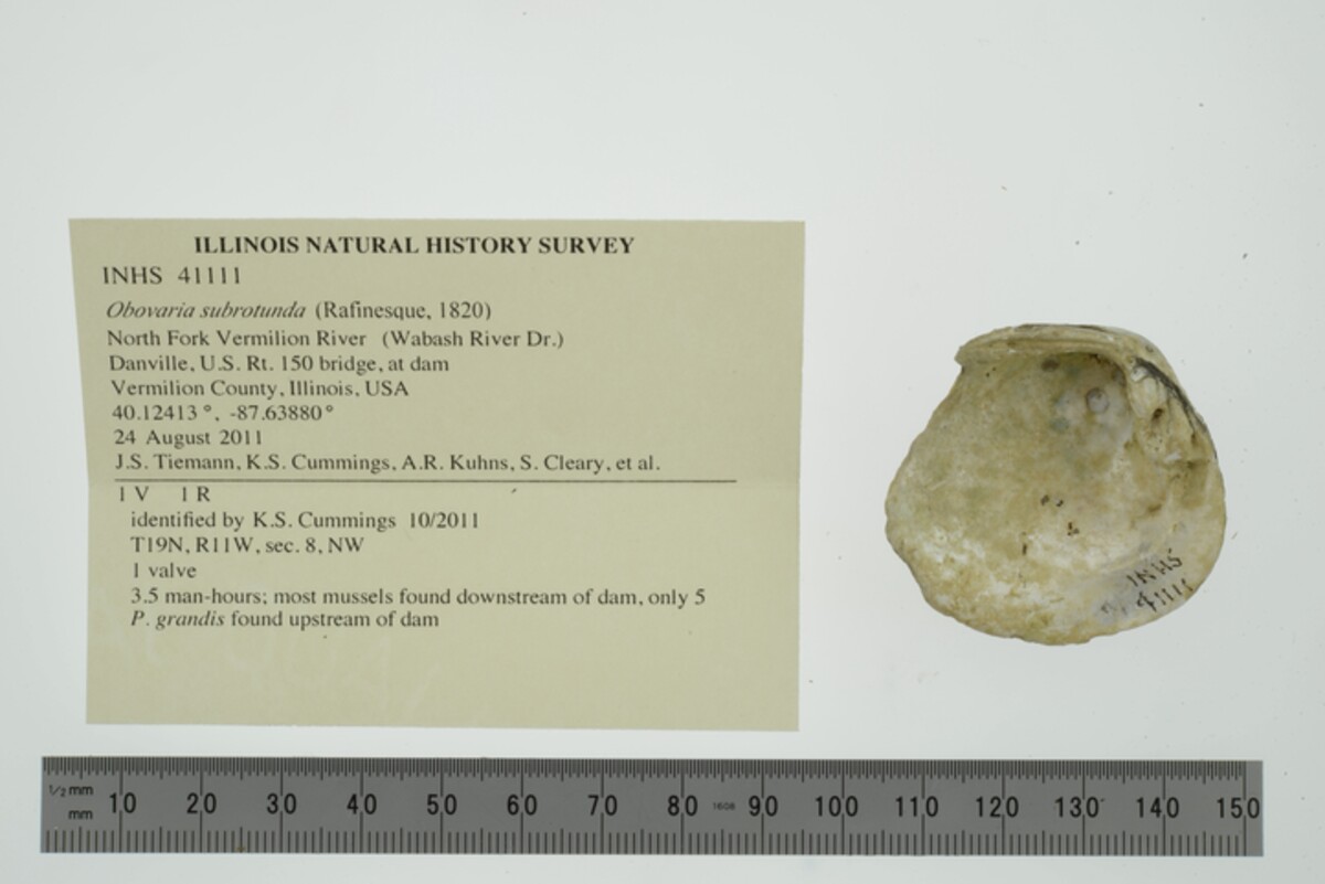 Obovaria subrotunda image