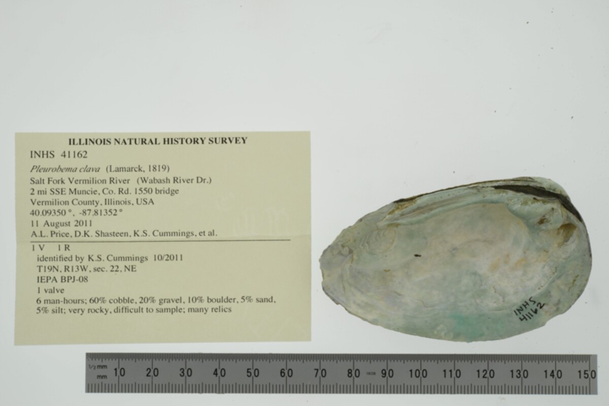 Pleurobema clava image