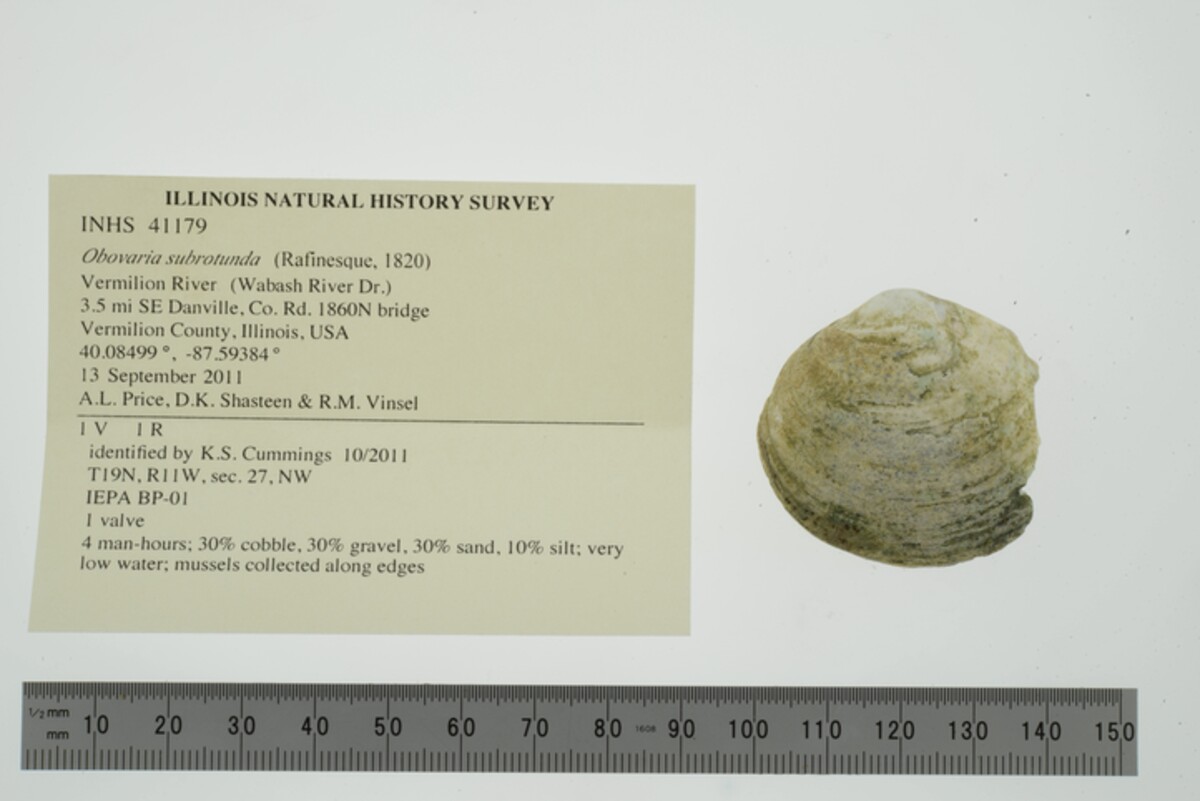 Obovaria subrotunda image