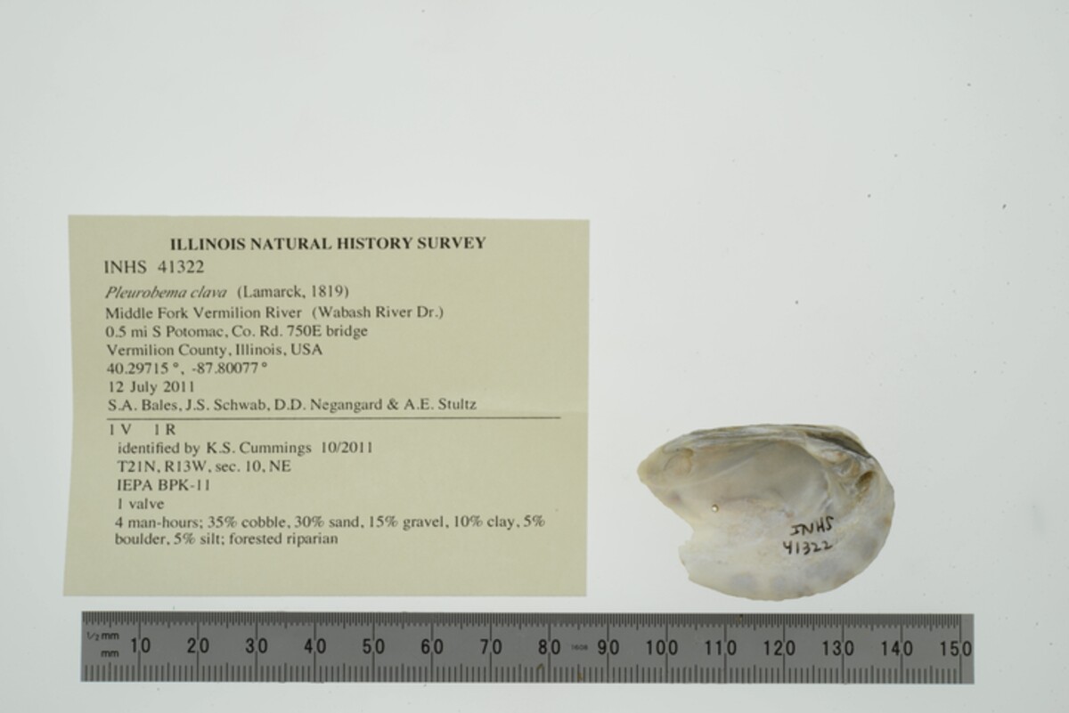 Pleurobema clava image