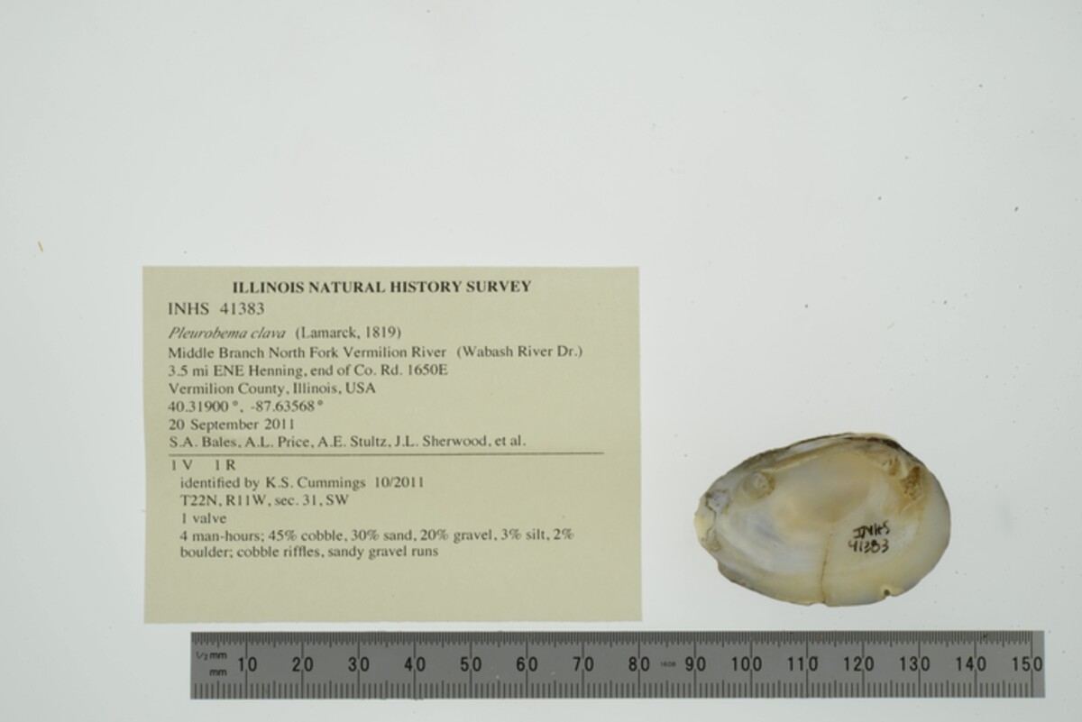 Pleurobema clava image