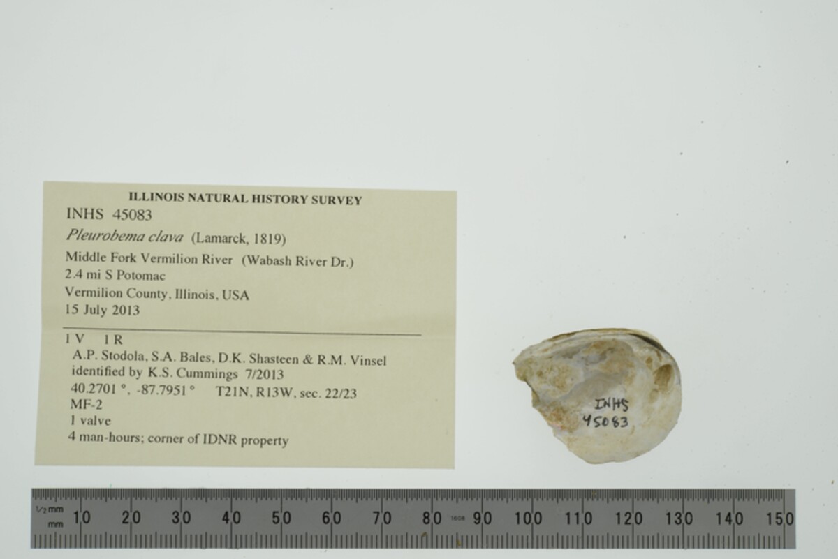 Pleurobema clava image