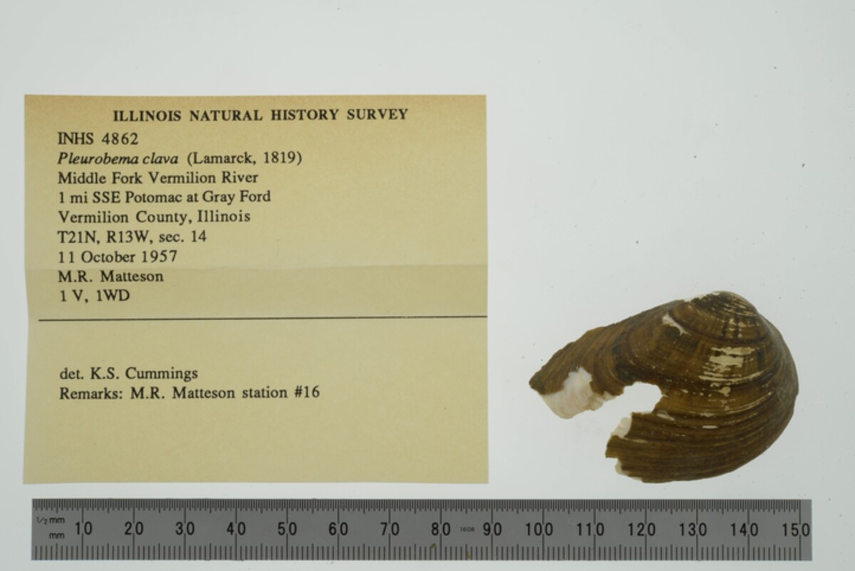 Pleurobema image