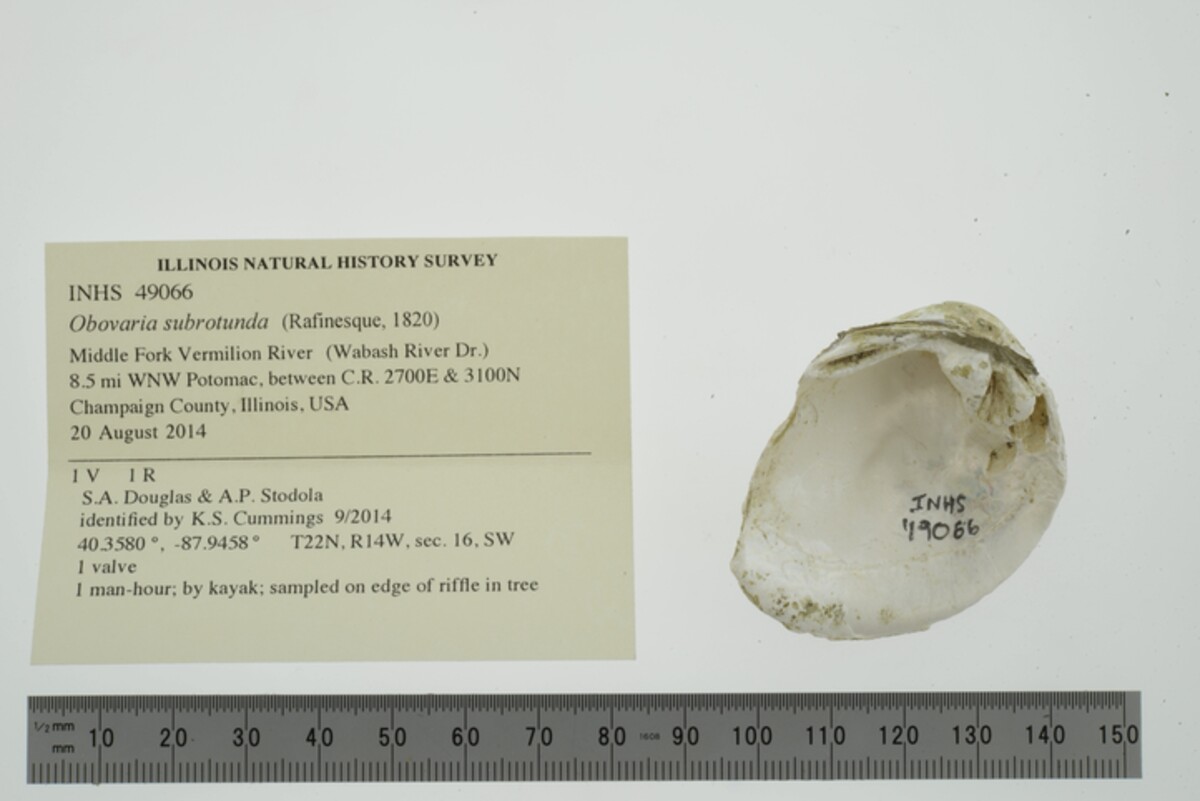 Obovaria subrotunda image