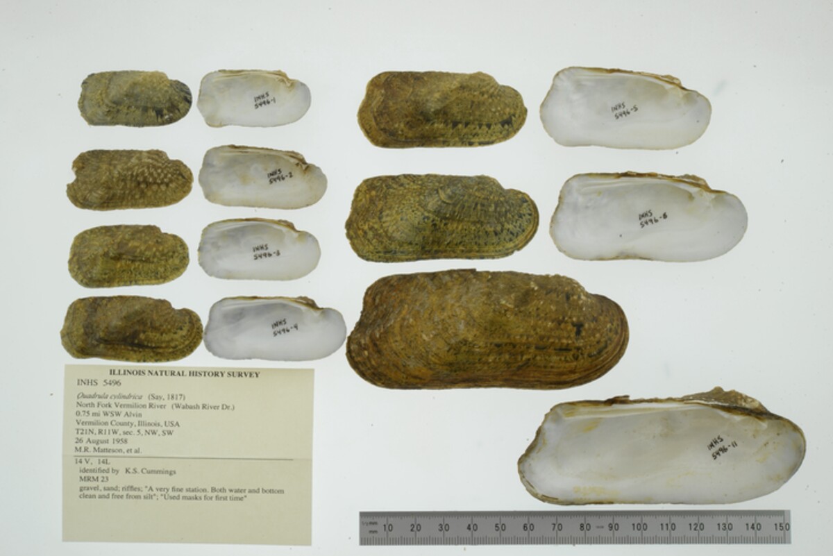 Theliderma cylindrica image