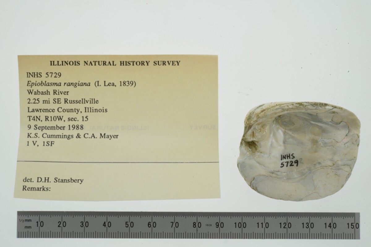 Epioblasma rangiana image