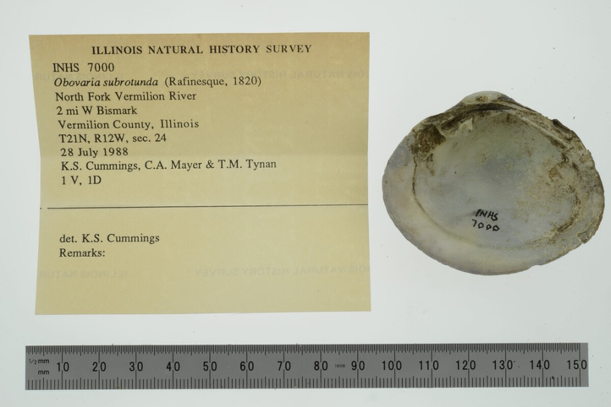 Obovaria subrotunda image