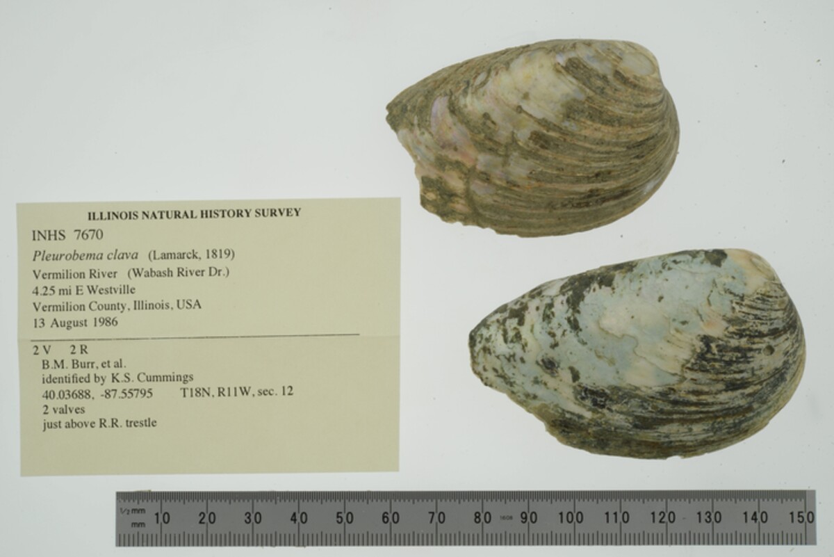 Pleurobema clava image